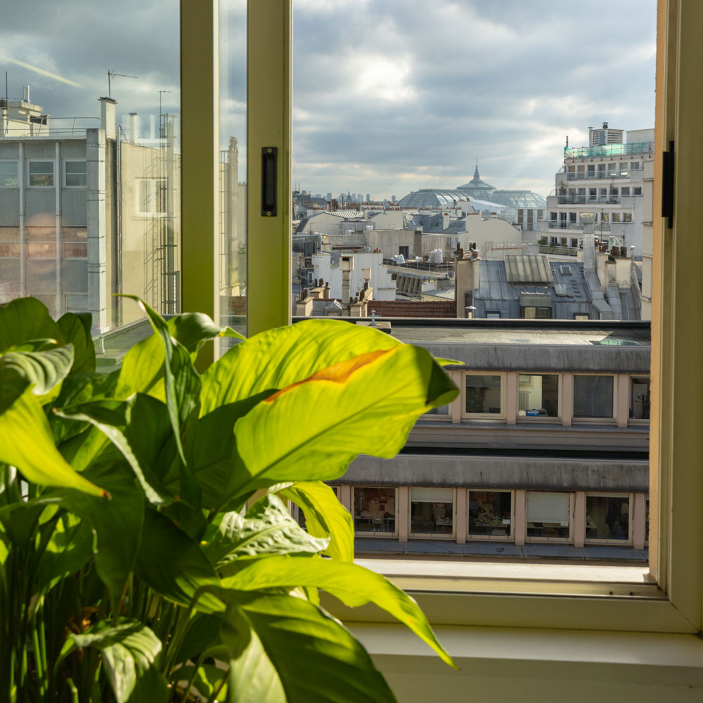 Fleurs dans une pièce lumineuse avec vue extérieure sur des bâtiments